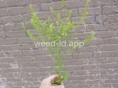pepperweed, Virginia